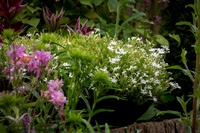 Phlox subulata Snowflake -1