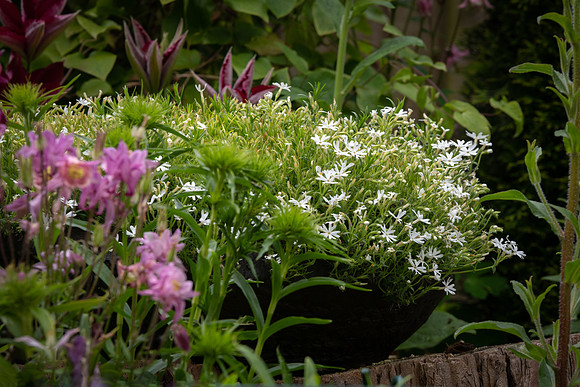 Phlox subulata Snowflake -1