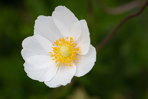 Anemone