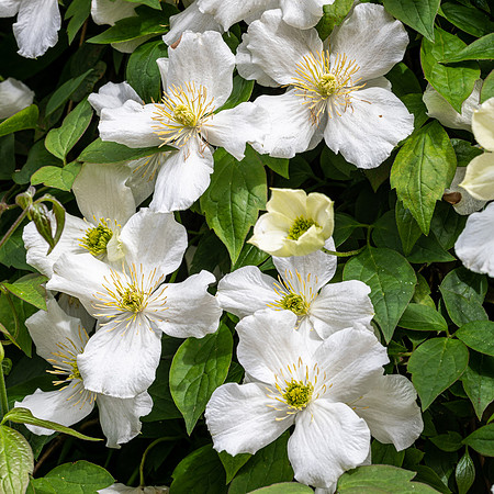 Clematis montana grandiflora -1