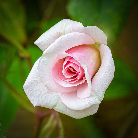 Rose Cecile Brunner