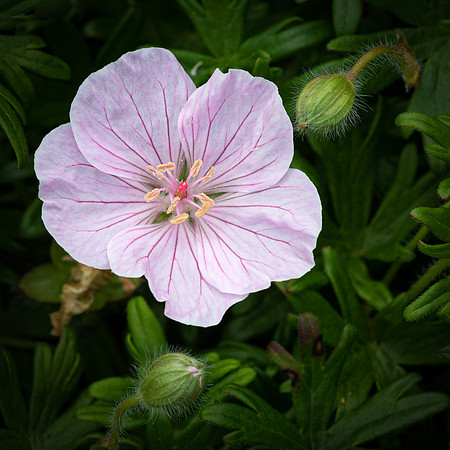 Geranium var. striatum Rose