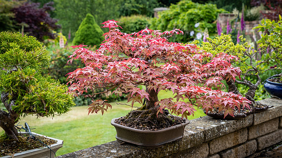 Bonsai Acer -1
