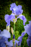 Iris Blue Rythm