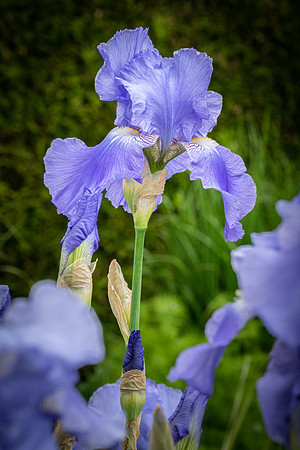 Iris Blue Rythm