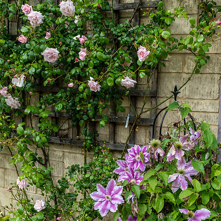 Garden-40