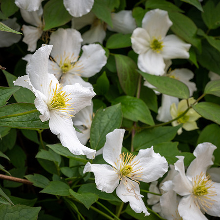 Clematis montana -4