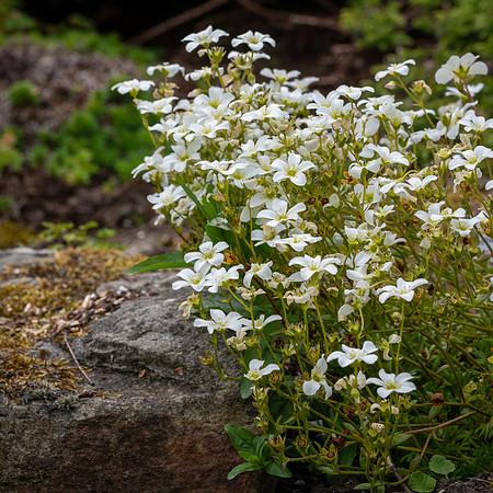 Saxifrage arendsii