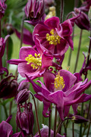 Aquilegia -1