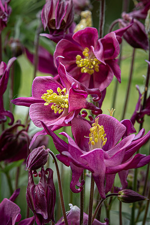 Aquilegia -1