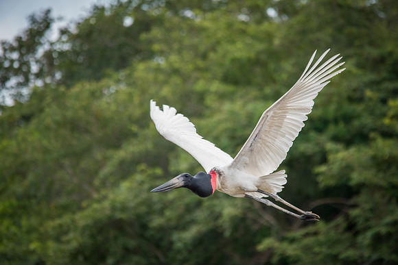Jabiru Stork Flying -1