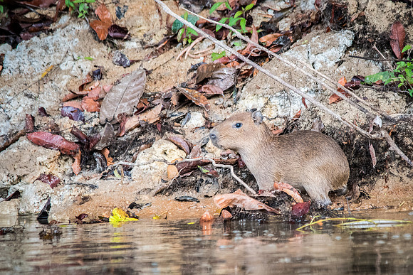 Capybara