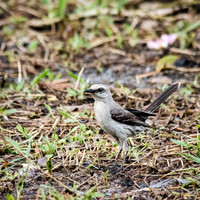 Tropical Mockingbird