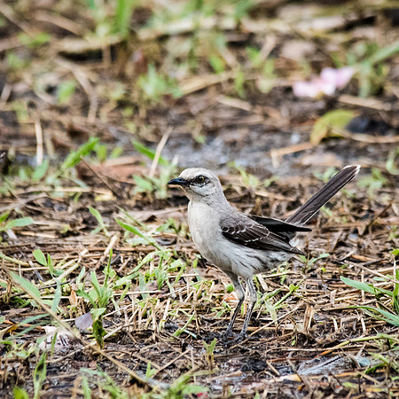 Tropical Mockingbird