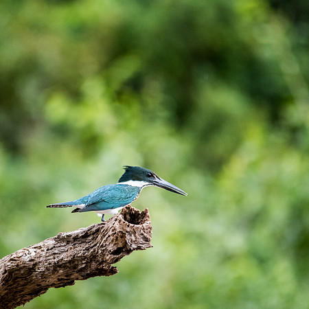 Amazon Kingfisher -1