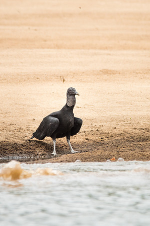 Black Vulture