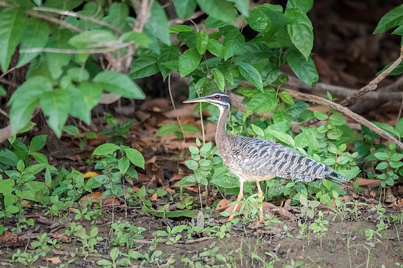 Sun Bittern