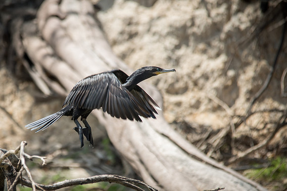 Neotropical Cormorant -1