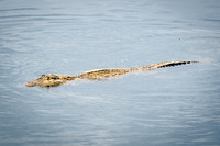 Caiman -1