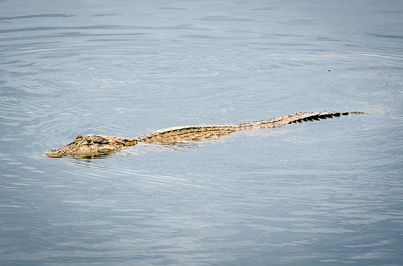 Caiman -1