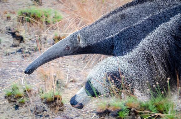 Giant Anteater -4
