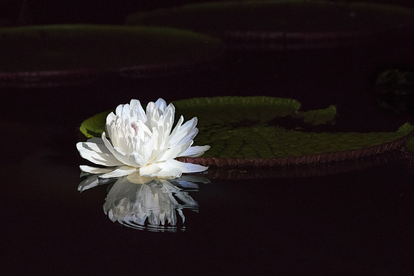 Amazon Lilly -1