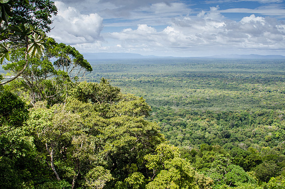 Iwokrama Forest -2