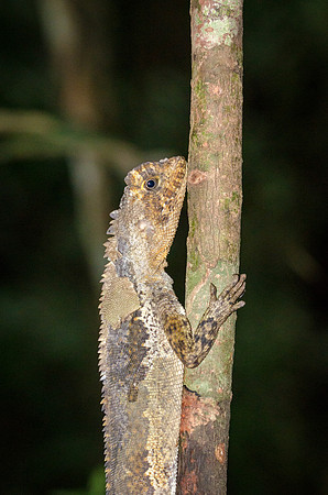 Camouflaged Lizard  -2