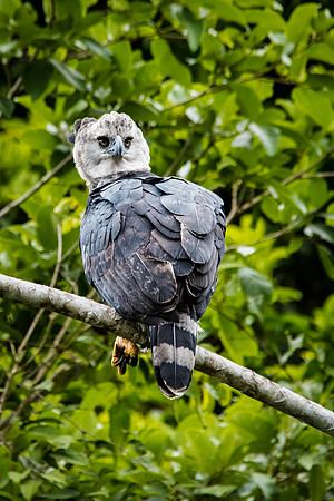 Harpy Eagle Perching -6