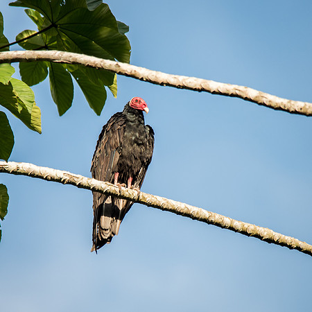 Turkey Vulture -1