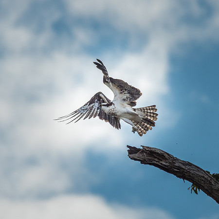 Osprey -1