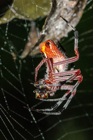 Red Spider with Prey  -2