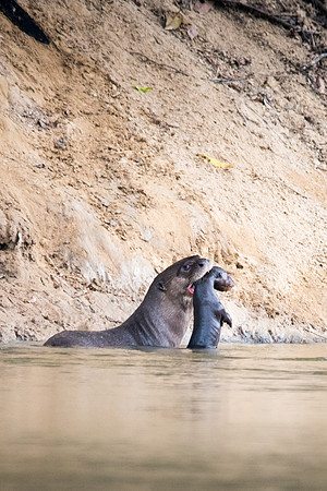Giant Amazon River Otter - mother with baby -2