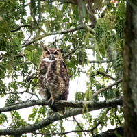 Great Horned Owl