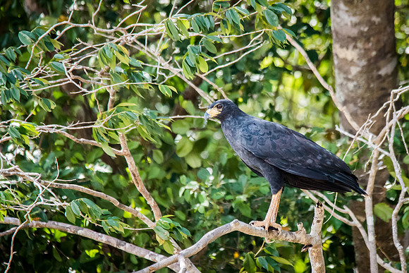 Black Hawk