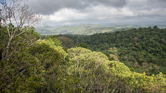 Iwokrama Forest at Surama -1