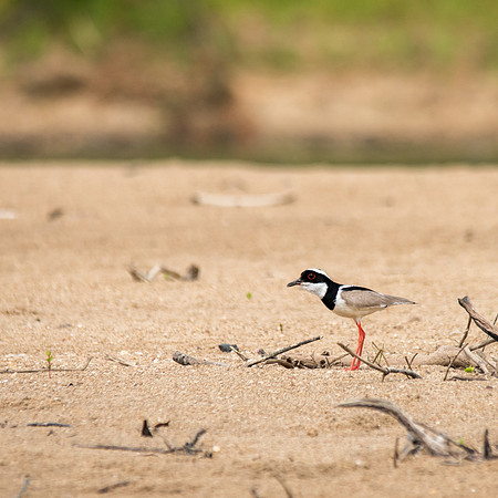 Pied Plover -1