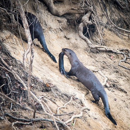 Giant Amazon River Otter - mother with baby -3