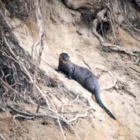 Giant Amazon River Otter -3