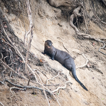 Giant Amazon River Otter -3