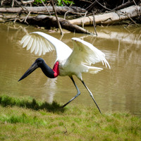 Jabiru Stork -2