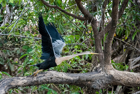 Anhinga -4