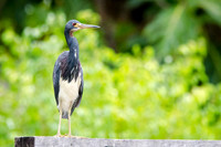 Guyana