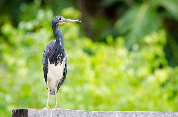 Tri Coloured Heron