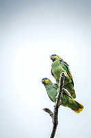 Orange Winged Parrots -2