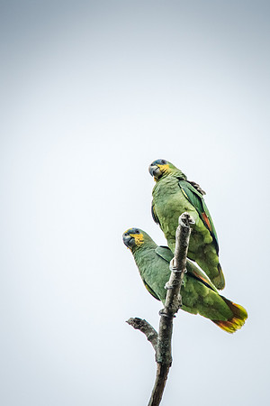 Orange Winged Parrots -2