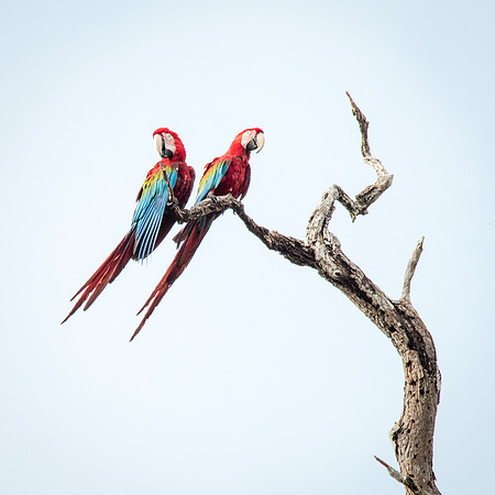 Red & Green Macaws -2