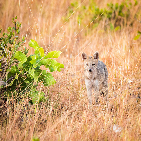 Crab Eating Fox