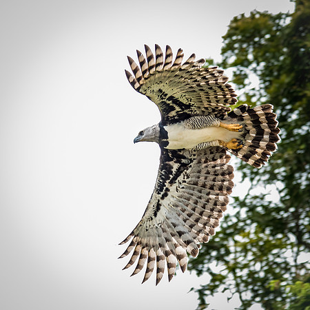 Harpy Eagle Flying -3
