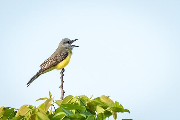Tropical Kingbird -3